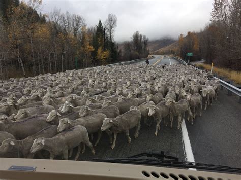 Idaho Traffic Jam : r/funny