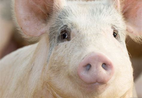 long term pig bb yields returns farmers guide