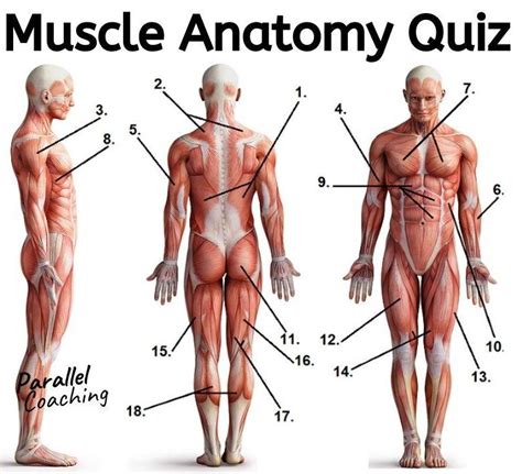 Muscle Anatomy Quiz – Level 2 and 3 Exam Revision - Parallel Coaching