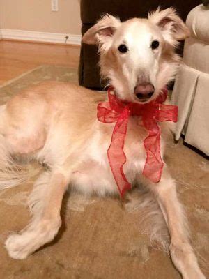 tripawds honor roll tribute  darby