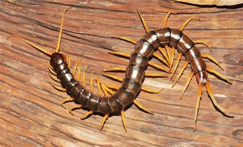 Escolopendra: Astaamaha, deegaanka, quudinta iyo taranka