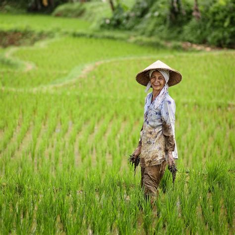 terkini  gambar petani mencangkul