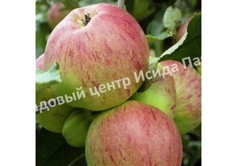 Яблоня Болотовское саженцы купить в Москве и Подмосковье в питомнике