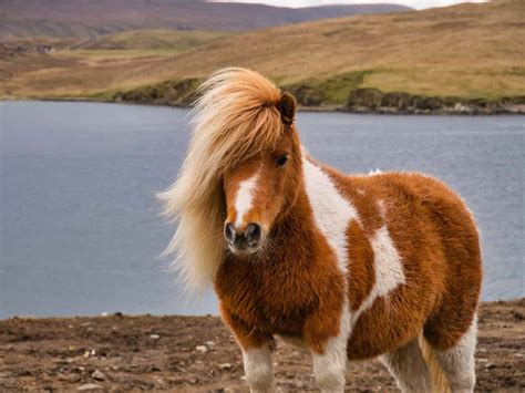Shetland Pony Fact Sheet: Height, Weight, Cost, Lifespan, and More - A