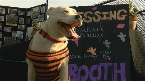 Hurricane dogs remain up for adoption at McKamey Animal Center | WTVC