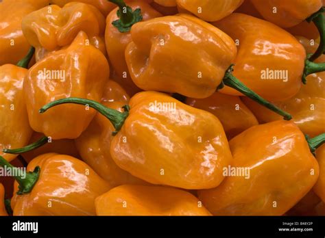 Habanero Chile Peppers Capsicum chinense Stock Photo - Alamy