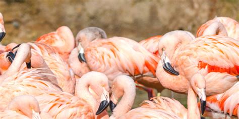 Getting Around San Diego - How to Get Around for Tourists