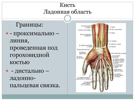 Топографическая анатомия верхней конечности - презентация онлайн