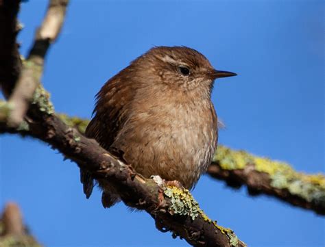 Wren Eurasian Jenny - Free photo on Pixabay - Pixabay