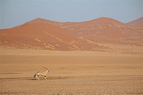 Namib-Naukluft National Park Safari: Best time, Fees [2025]