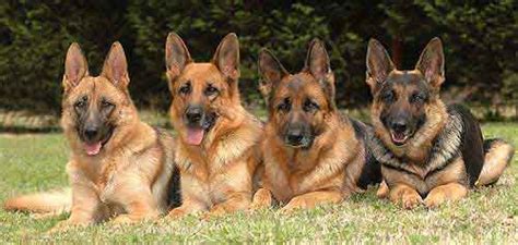 anjing german shepherd