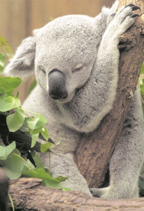 Koalat ja pingviinit vaarassa hävitä kokonaan - Maailma - Turun Sanomat