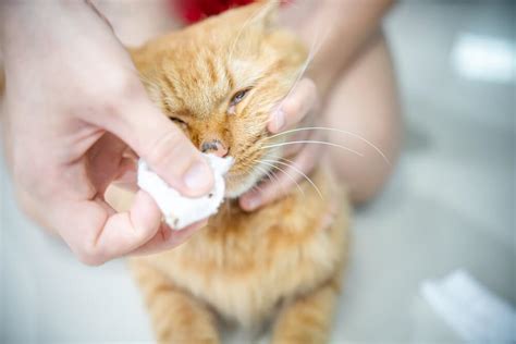 Nose Cancer in Cats: Causes, Symptoms & Treatment - Cats.com