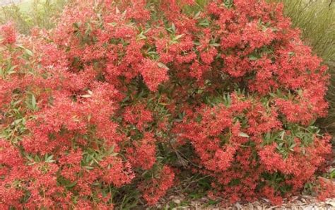 Ceratopetalum gummiferum (NSW Christmas Bush) - How to Grow Guide : AGT