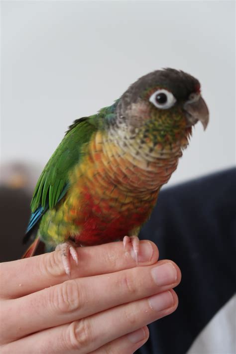 Parrot Behaviour – Best Behaved Birds