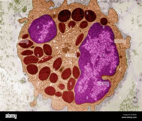 Photomicrograph of canine eosinphil Stock Photo - Alamy