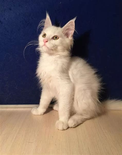 Котенка белого мейн куна - картинки и фото koshka.top