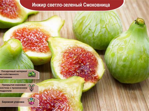 Инжир светло-зеленый Смоковница - купить с доставкой по выгодным ценам ...