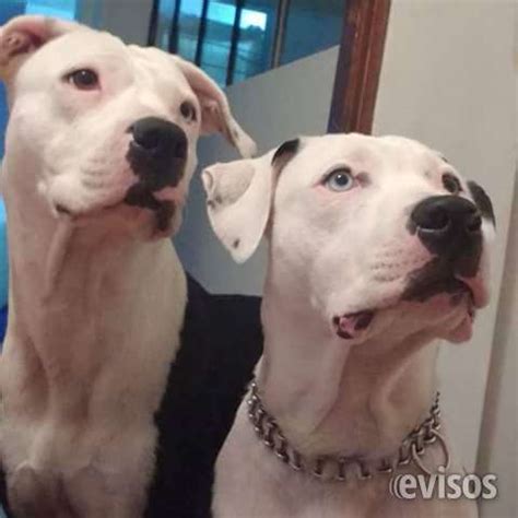 Cachorros pitbull albinos en Quito - Animales / Mascotas | 335302
