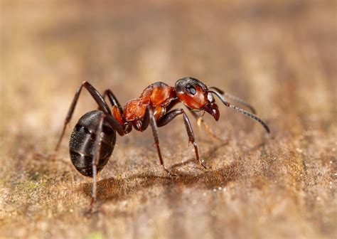 Ants - Bon Accord London