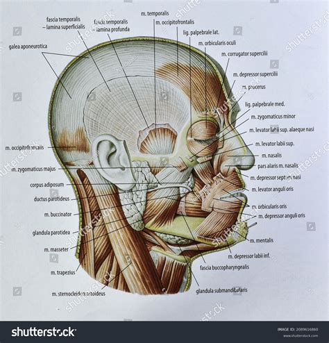 Muscles Face Head Man Latin Names Stock Illustration 2089616860