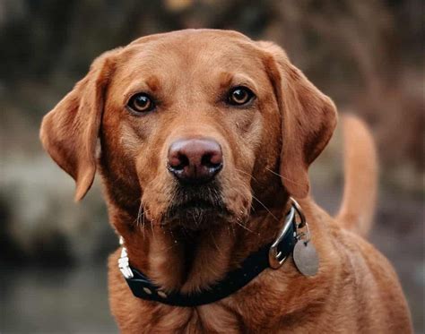 Red Lab Dog: Guide to Owning a Fox Red Labrador Retriever - K9 Web
