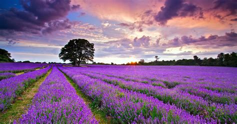 Lavender Field HD Wallpapers - Wallpaper Cave