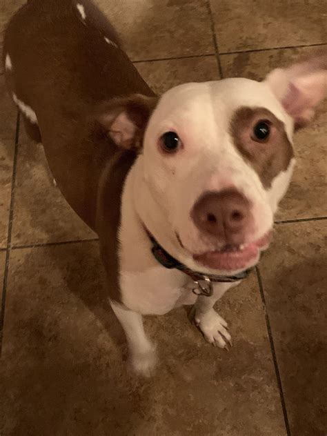 Please settle this for me. Is she a purebred or a mutt? : r/pitbulls