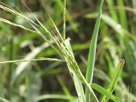 Rare species of wild rice found in Assam’s Borjuli - EastMojo