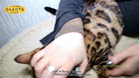 Dakota Gold, питомник бенгалов, Как стричь когти у бенгальского кота ...
