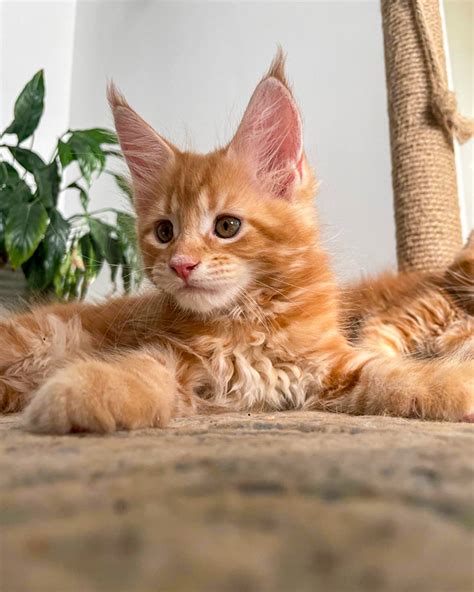 Котенок мейн-кун Puma - Питомник мейн-кунов Bright Image
