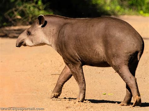 Tapirus terrestris (tapir du Brésil)