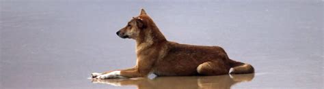 10 Dingo Facts Diving into Australia's Wild Heart