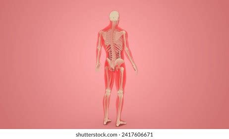 human body entire structure human  stock illustration
