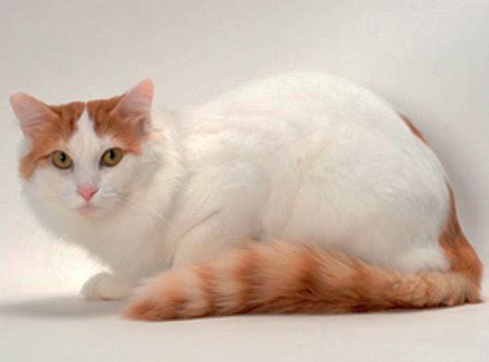 Van turco - Wiki Pets