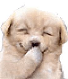 how to make a dog laugh