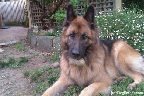 Nemska Ovcharka - Posts | Facebook