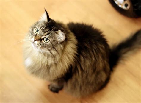 Пермь Уникальная и сильная кошка ищет свой дом! Букля — это кошка ...