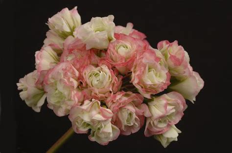 Geraniaceae - Appleblossom Rosebud
