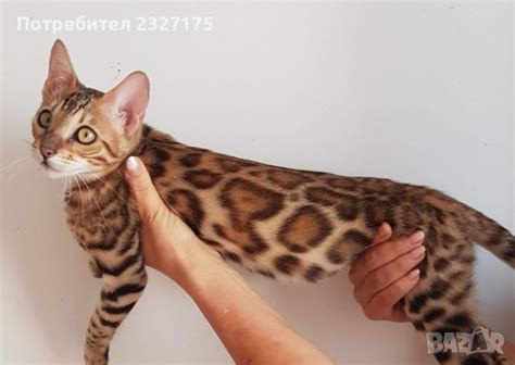 Бенгалска котка в Бенгалски в гр. София - ID25815287 | Bazar.bg