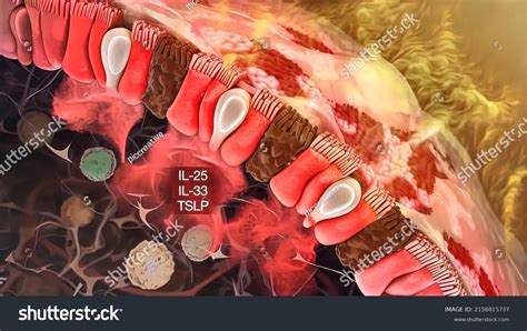 Lymphocyte Type White Blood Cell Immune Stock Illustration 2156815737 ...