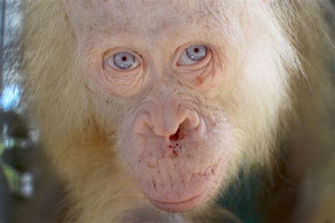 rare albino animals    world daily sabah