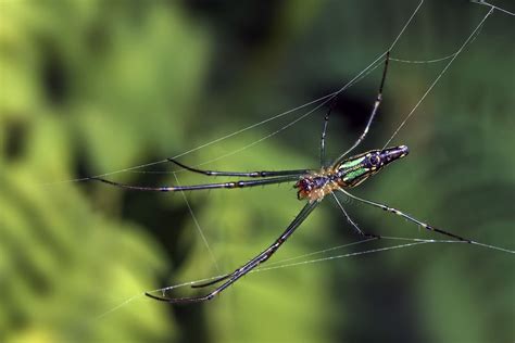 picture insect spider nature arthropod spider web animal