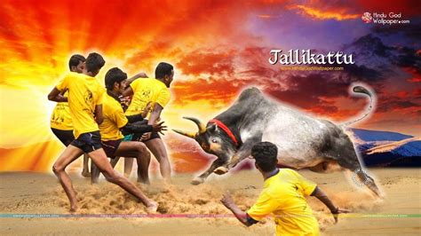 Jallikattu Wallpapers - Top Free Jallikattu Backgrounds - WallpaperAccess