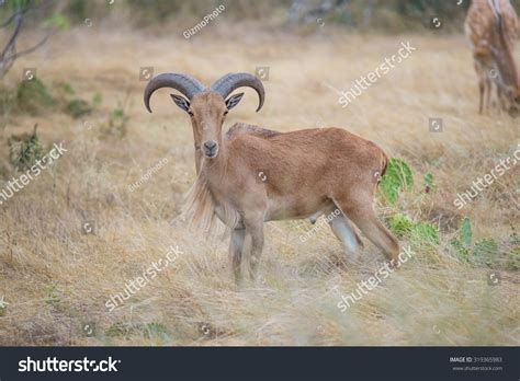 Aoudad Images, Stock Photos & Vectors | Shutterstock