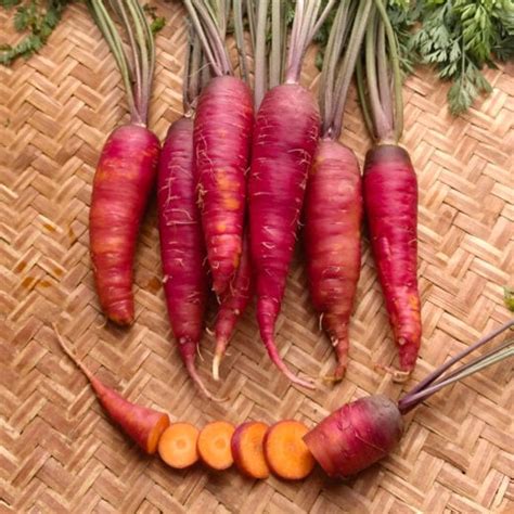 Organic Cosmic Purple Carrot Seed - Adaptive Seeds