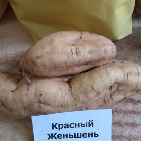 Батат от Луцан Виталия: каталог, ОТЗЫВЫ