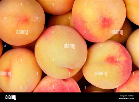 nutrition yellow peaches  res stock photography  images alamy