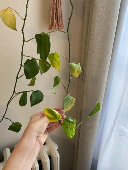 4 Secret Tips To Rescue A Dying Pothos | Balcony Garden Web