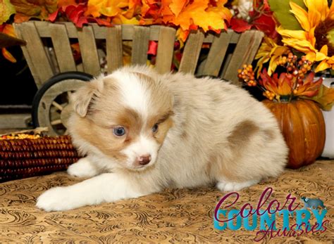 Rogue & Halo Red Merle Female | Color Country Aussies